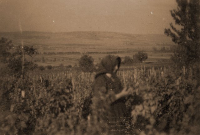 petovari_album_113_03c903