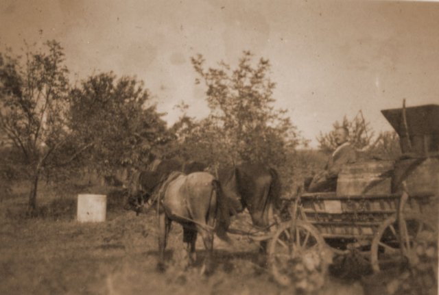 petovari_album_113_05c903