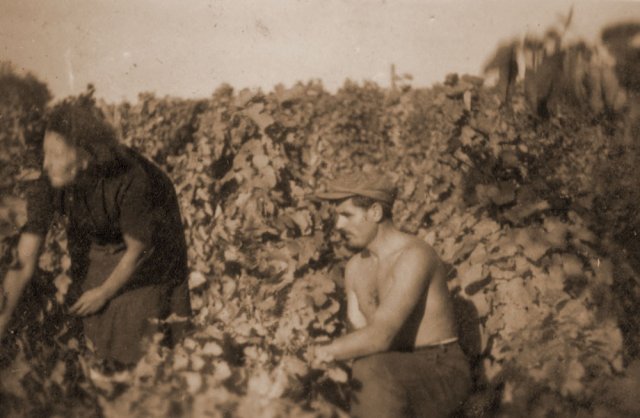 petovari_album_113_06c903