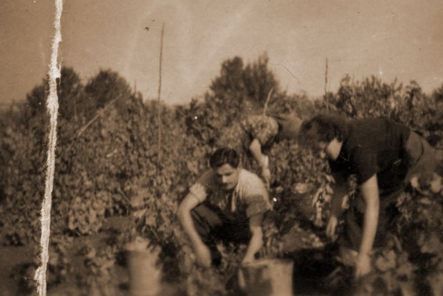 petovari_album_125_07c903