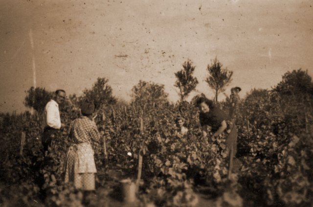 petovari_album_126_03c903