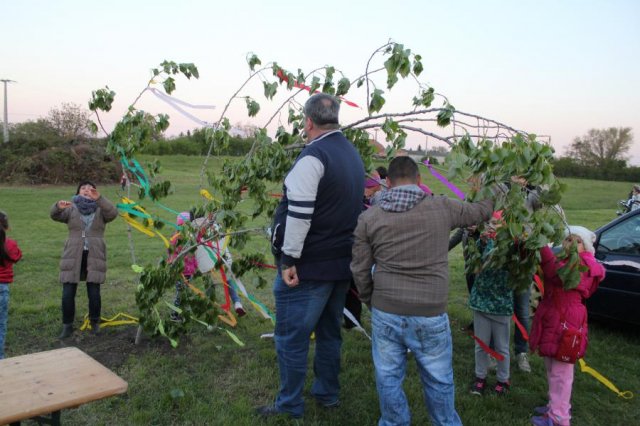 2017 Szent Iván éji tűzgyújtás, Májusfa állítás