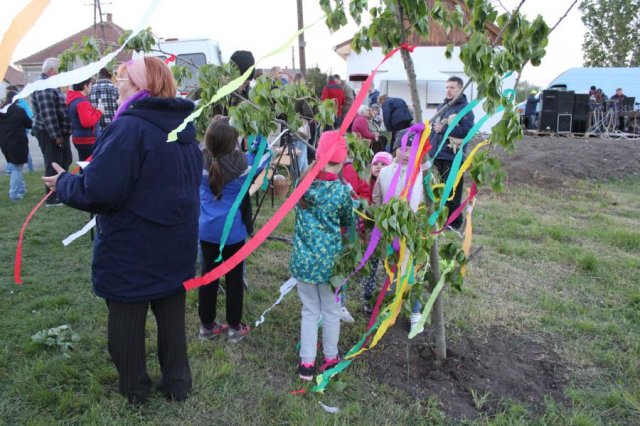 2017 Szent Iván éji tűzgyújtás, Májusfa állítás