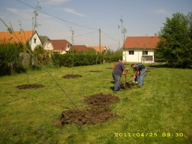 Faültetés 2011