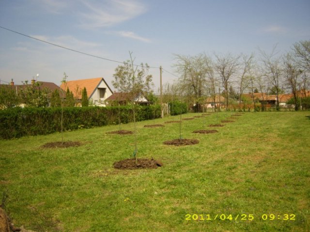 Faültetés 2011