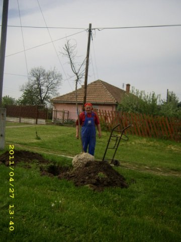 Faültetés 2011