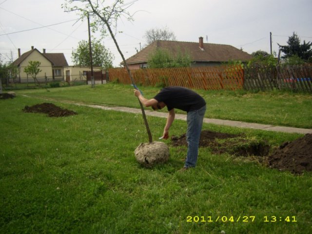 Faültetés 2011