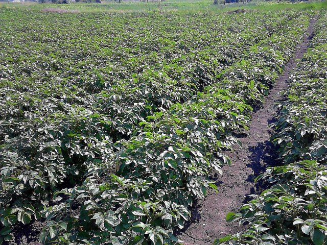 Szociális kert 2015