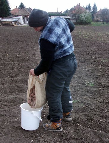 Szociális kert 2015